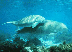 Gulf Of Mannar Marine National Park